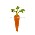Zanahorias frescas de tamaño pequeño